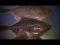 Fladfisketur - Djursland