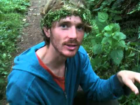 how to harvest nettle seeds
