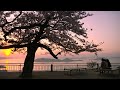 屋島山上の高松市側の展望台(獅子ノ霊巌)は「日本の夕日100選」に選ばれている場所です。 風光明媚な瀬戸内海の日暮れを背景に散り行く桜の映像をお楽しみ下さい。 撮影：2009.4.10～11. BGM:トランキトキシン氷晶 ( ice.cruster.net ) dtgt040b使用