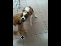Click here to watch this video The Baby Lion Strikes back!!.MOV