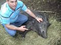 el testigo lavandera y sus animales