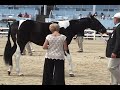 Devon hunter breed show May 29, 2008