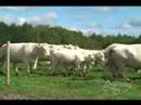 Dubuc Charolais - Browarny