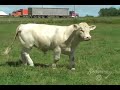 Dubuc Charolais - Browarny Dubuc Charolais - Browarny