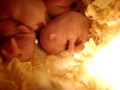 New Born Hamsters Day 1-5