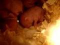 New Born Hamsters Day 1-5