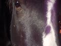 A horse headbutting and bitting my camera