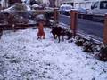 videos de Eddy und Chewie im verschneiten Hof.mp4