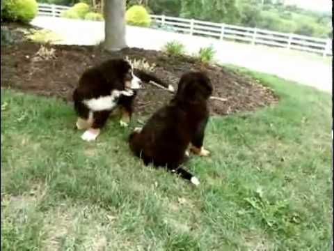 Adorable Berner Girl - Cocoa