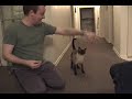 Siamese Cat Wrestling