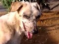 an animal shelter in india