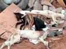 Greyhounds Their Cursed Name ? Galgos