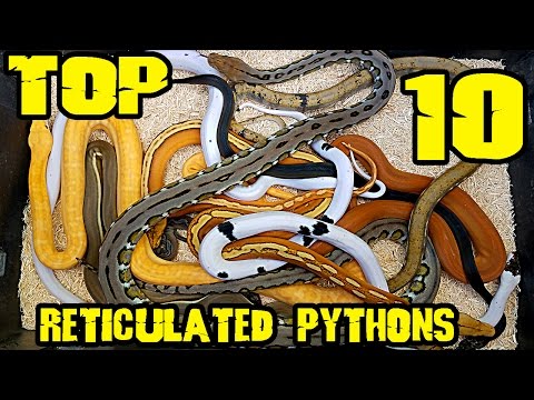 YouTube reptile video