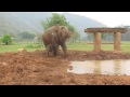 Ternura al máximo: Bebé elefante jugando en el lodo