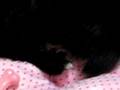 videos de Bella, Christmas 06