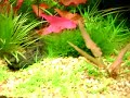 Meus Aquarios de Peixes Ornamentas II 