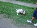 vigol ataca a pitbull.3GP