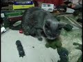 Catzilla!