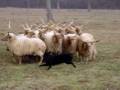 Böbebaba, 7 months old mudi puppy, herding sheeps