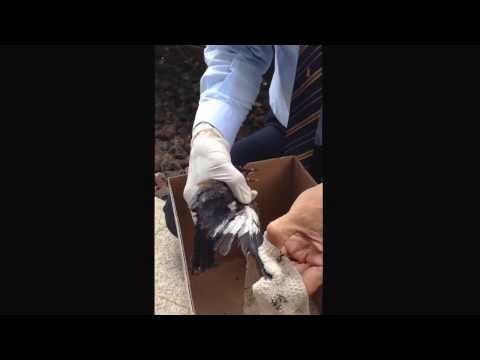 how to dissolve rat trap glue