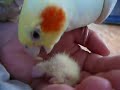 F�tterung von Nymphensittichk�ken