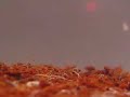 Alimentos vivos Enquitréias Enchytraeus buchholzi