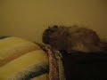 Zack Hamster