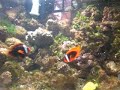 Feeding Time In The Tank