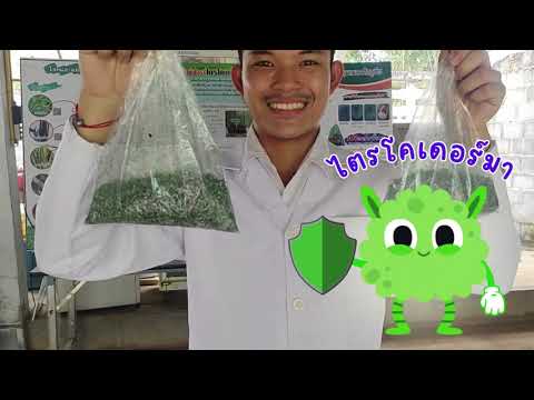 มหัศจรรย์แห่งจุลินทรีย์ ไตรโคเดอร์ม่า นักรบแห่งพืชผล