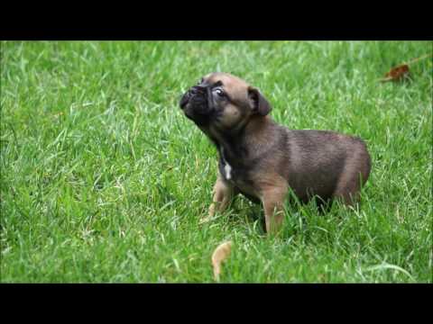 Django AKC Fawn Sable French Bulldog Puppy for sale