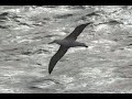 Albatross
