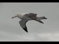 Albatross