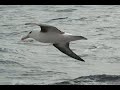 Albatross
