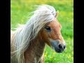 Pony