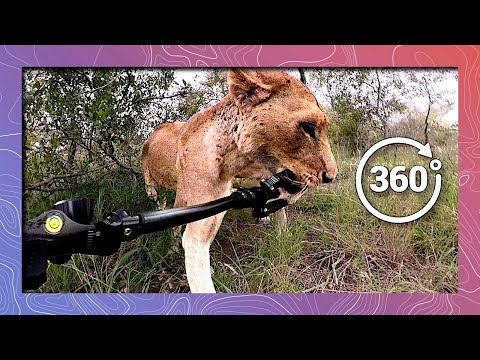 Carried Away by Lions in 360 4K - YouTube
