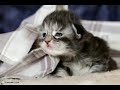 Les Ogres de Barback-P'tit chat