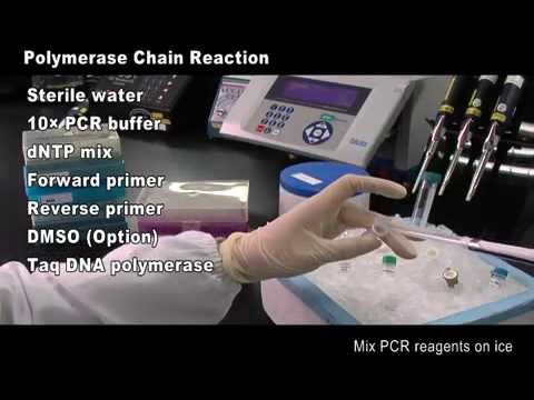 how to perform pcr