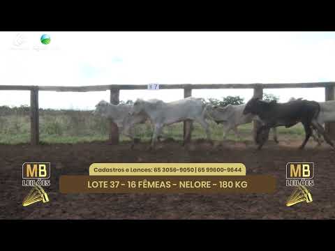 545� LEIL�O VIRTUAL MB LEIL�ES