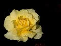 \" Crying \" -version by Deana Carter