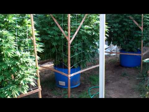 how to grow sour diesel