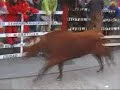 Ciudad Rodrigo 2007 - Desencierro Sabado tarde Ciudad Rodrigo 2007 - Desencierro Sabado tarde