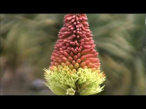 how to grow kniphofia uvaria
