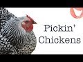 Choosing Chicken Breeds