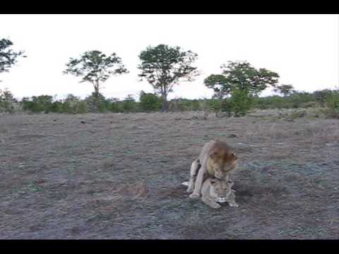 LION SNARL +