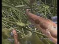 3D Animation of the Human Body 3D Animation of the Human Body