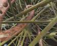 �nsan V�cudu anatomisi 3D Animasyon
