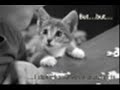Stupid Cat Week 3:Greatist Moments