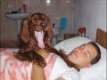 Setter irlandese irish setter Diefenbaker music video