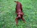 Setter irlandese irish setter Diefenbaker music video