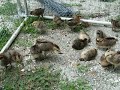 Chicks First "bath"